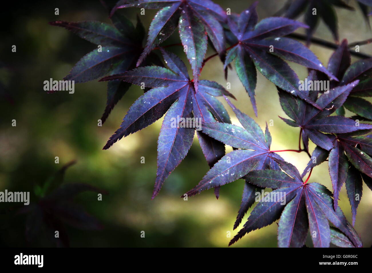 Japanischer Ahornbaum in lila Farbe. Close-up erschossen, Depth of Field mit Unschärfe Hintergrund. Könnte leicht in jedem Design verwendet werden. Stockfoto