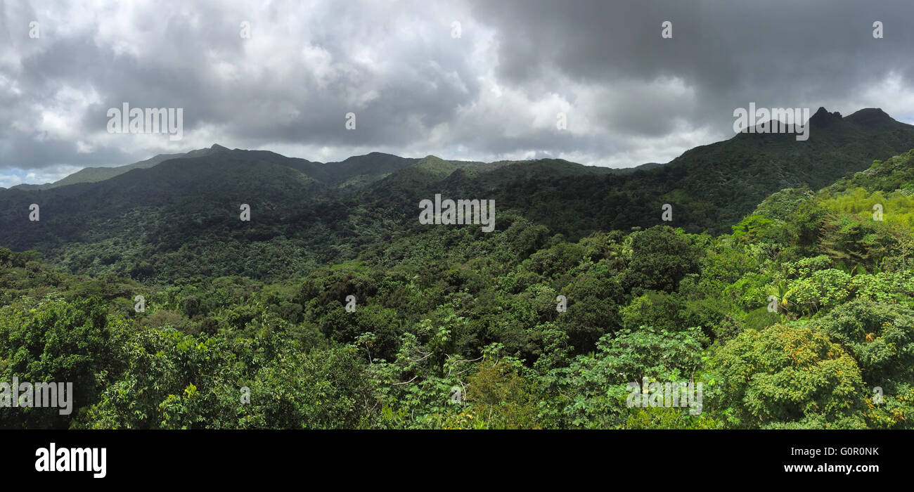 Dschungel in El Yunque National Forest Stockfoto