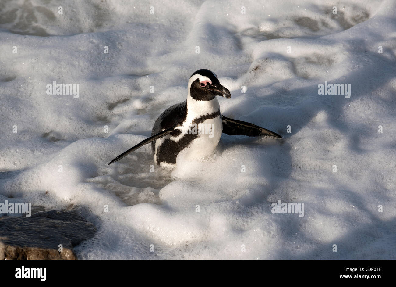 Afrikanische Pinguin an Land schwimmen in Bettys Bay in Südafrika Western  Cape Stockfotografie - Alamy