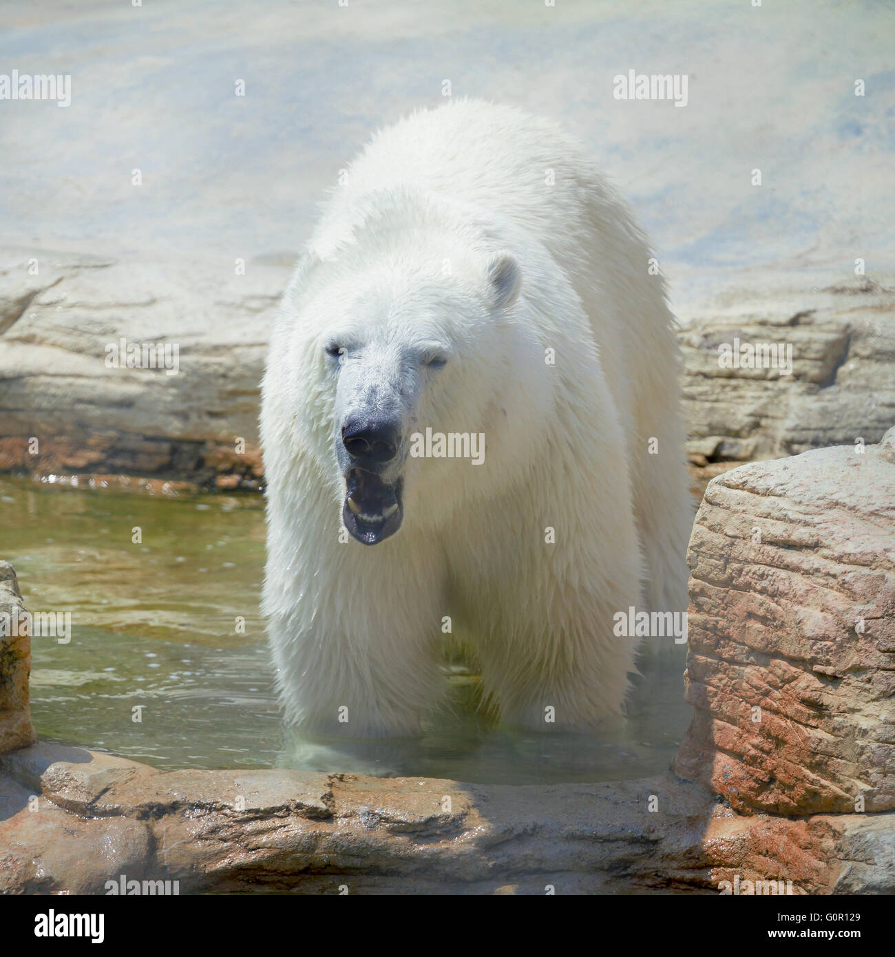 Eisbär Stockfoto