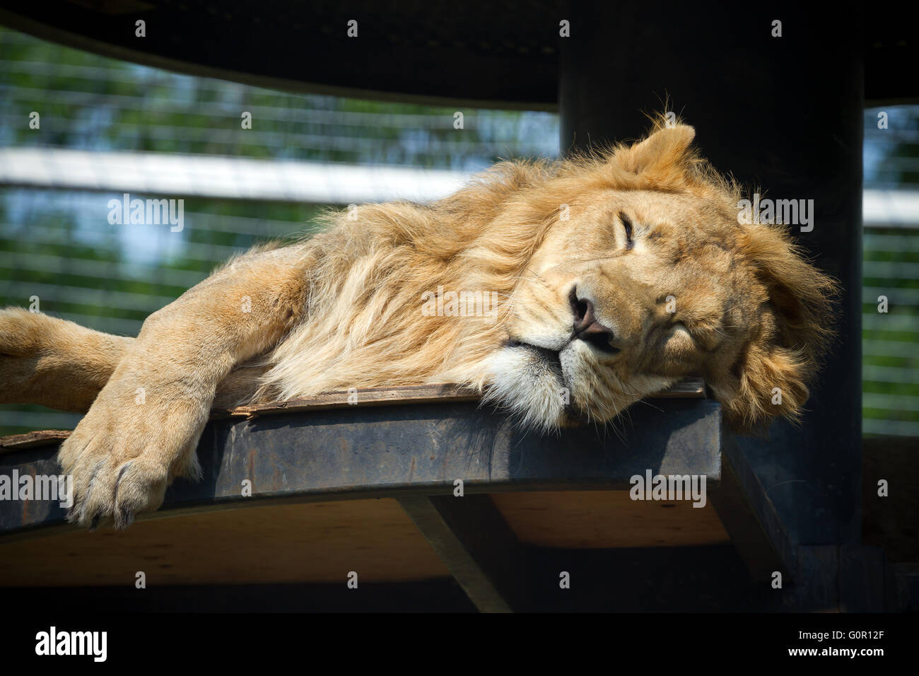 Löwen in Gefangenschaft Stockfoto