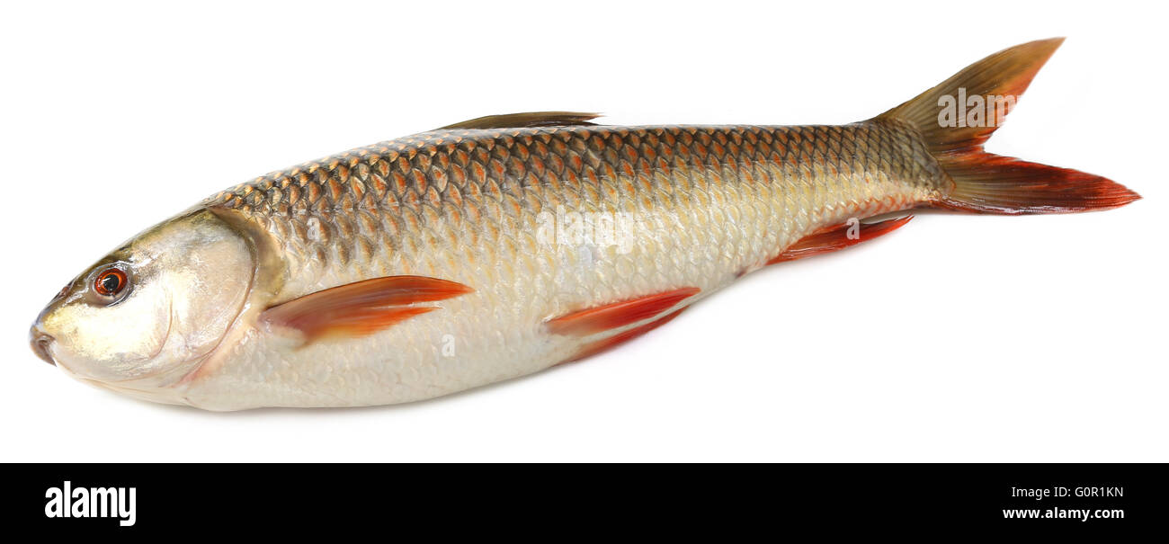 Beliebte Rohu oder Rohit Fische des indischen Subkontinents auf weißem Hintergrund Stockfoto