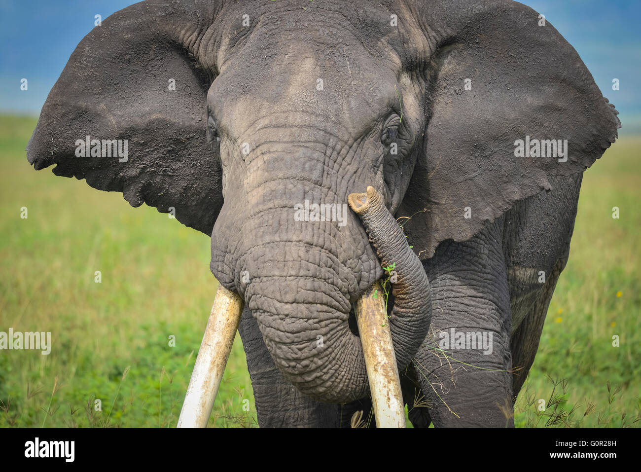 Eine wilde männlichen Elefanten grasen auf Rasen in der Ngorongoro Crater, Tansania, Ostafrika Stockfoto