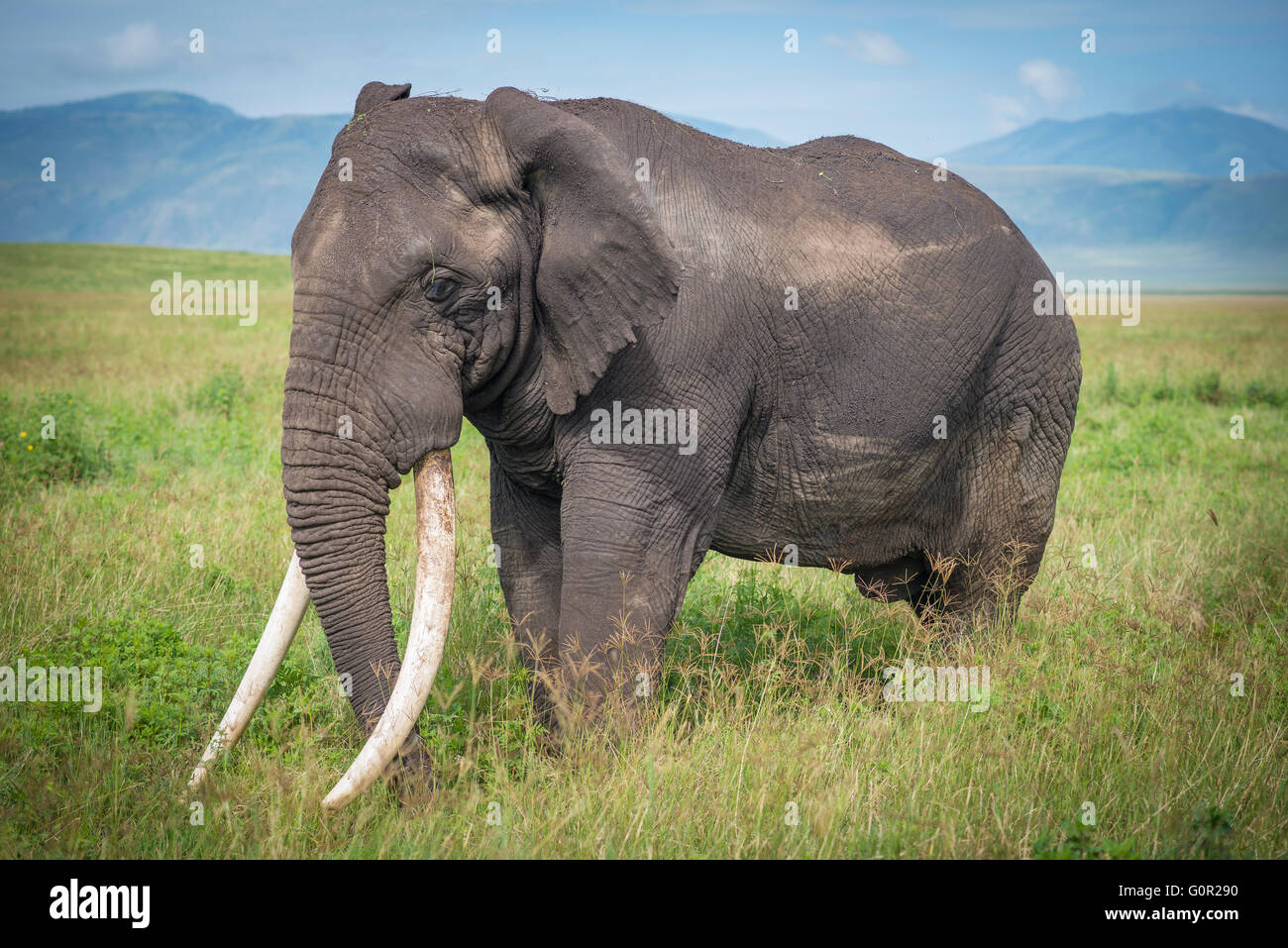Eine wilde männlichen Elefanten grasen auf Rasen in der Ngorongoro Crater, Tansania, Ostafrika Stockfoto
