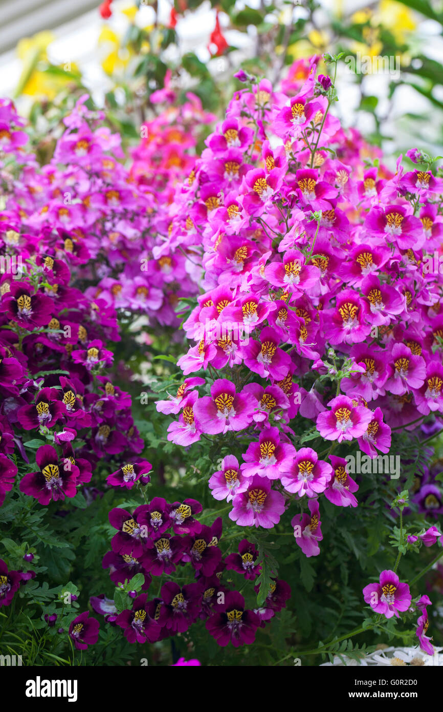 Schmetterlingsblume – Schizanthus x wisetonensis – Engelsflügel blühen im Sommer, England, Großbritannien Stockfoto