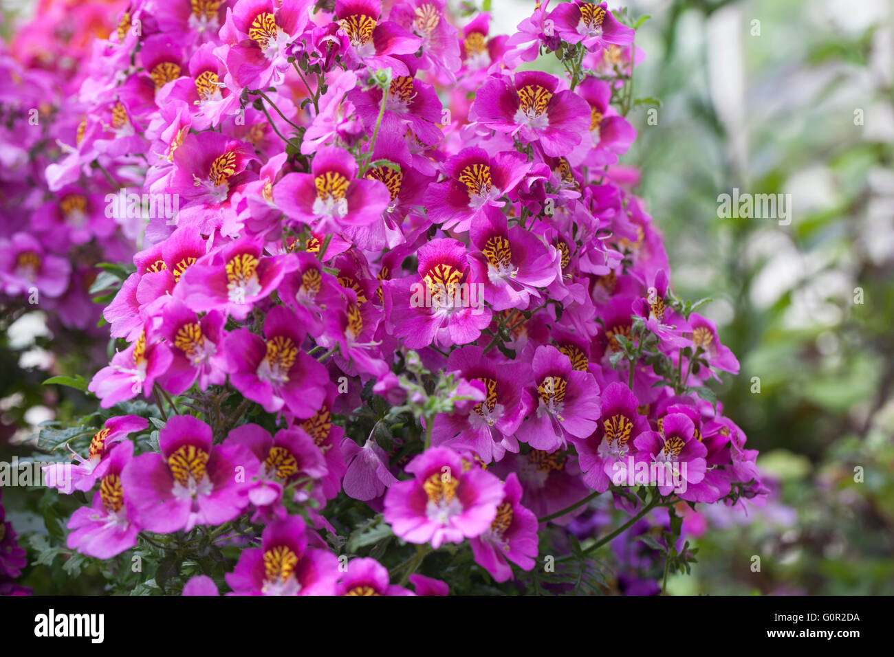 Schmetterlingsblume – Schizanthus x wisetonensis – Engelsflügel blühen im Sommer, England, Großbritannien Stockfoto
