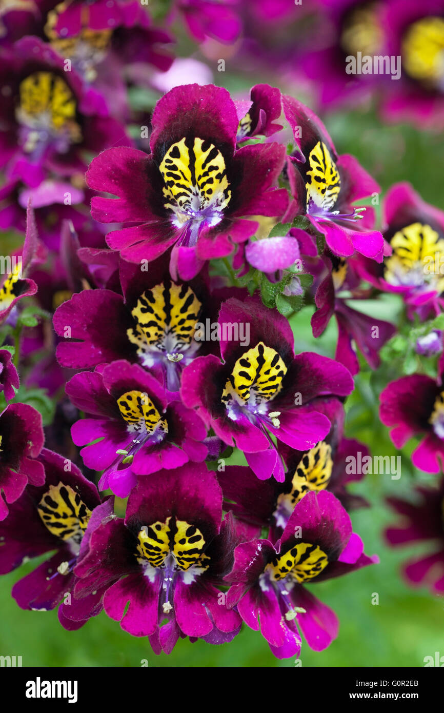 Nahaufnahme von Schmetterlingsblume – Schizanthus x wisetonensis – Engelsflügel blühen im Sommer, England, Großbritannien Stockfoto