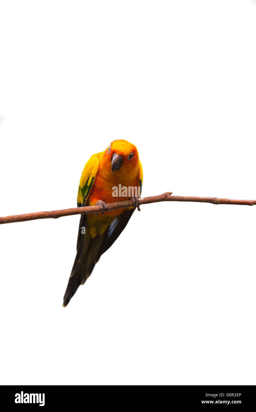Sun Conure in isolierten weißen Hintergrund, eine mittlere bunten Papagei nordöstlichen Südamerika heimisch. Stockfoto
