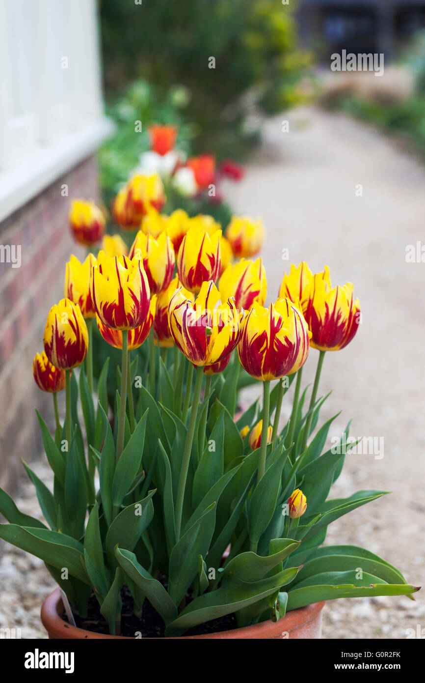Topf mit leuchtend gelben und roten Tulpen, die in einem englischen Garten im Frühjahr Großbritannien blühen Stockfoto