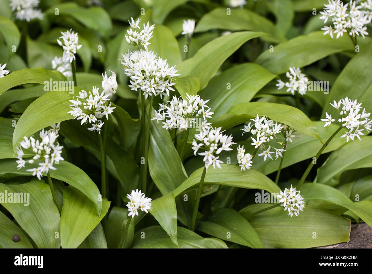 Nahaufnahme von Wild Garlic - Allium ursinum wächst in Waldland, England, Großbritannien Stockfoto