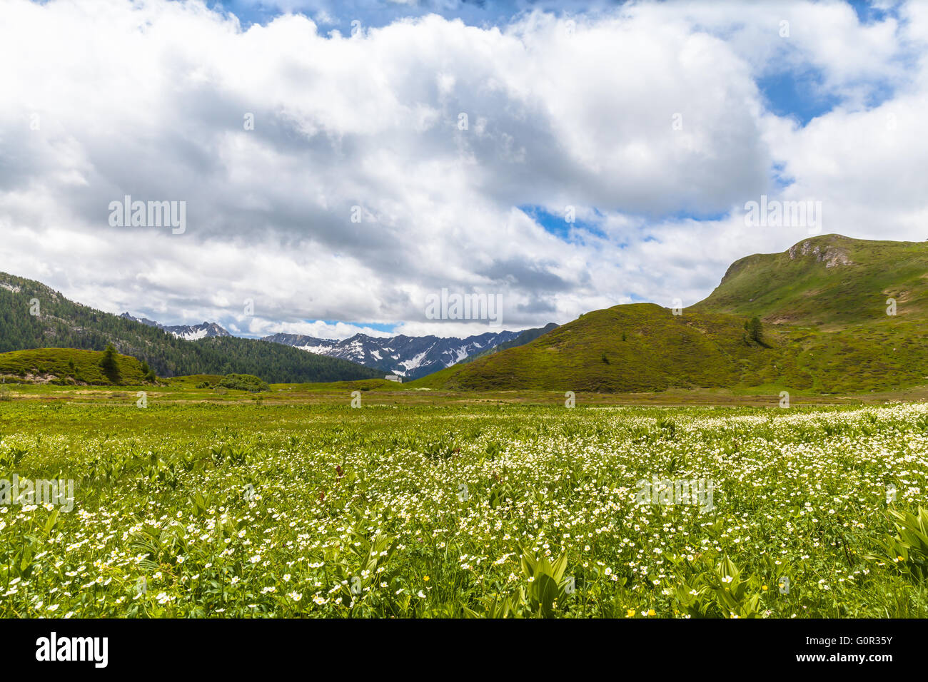 Schweizer Alpen Blumen Fotos Und Bildmaterial In Hoher Auflösung Alamy