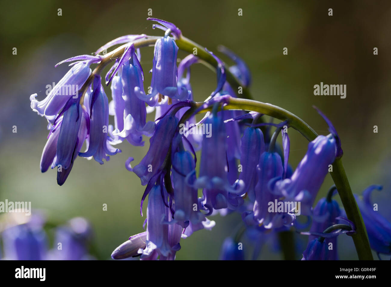 Glockenblumen in Frühling und Englisch Holz Stockfoto
