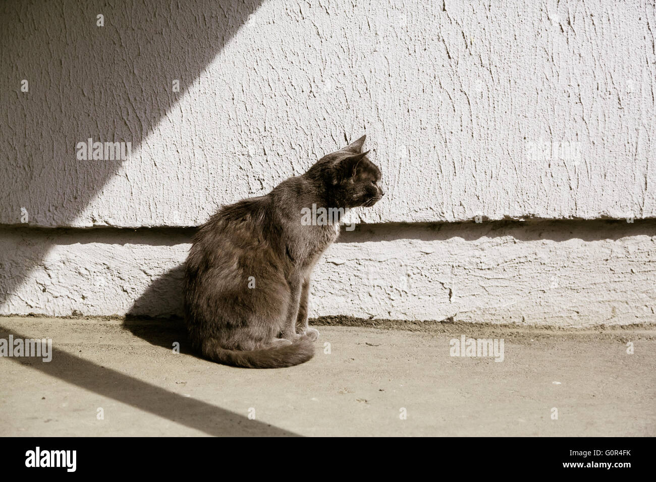 Graue Katze, die sitzt in der Sonne, Textfreiraum Stockfoto