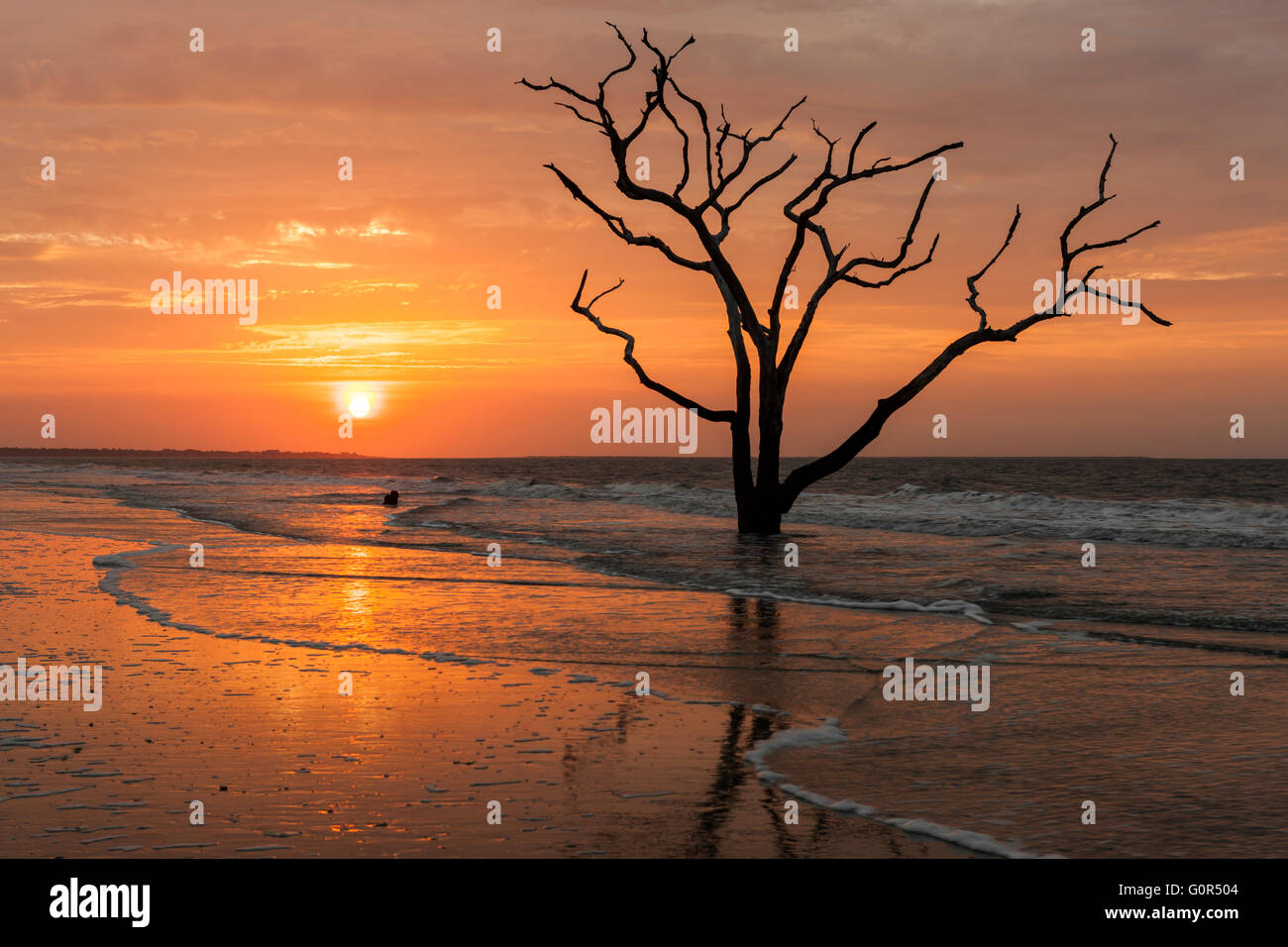 Die Sonne geht über einer einsamen Toten Eiche am Strand in Botany Bay Plantation WMA auf Edisto Island, South Carolina. Stockfoto