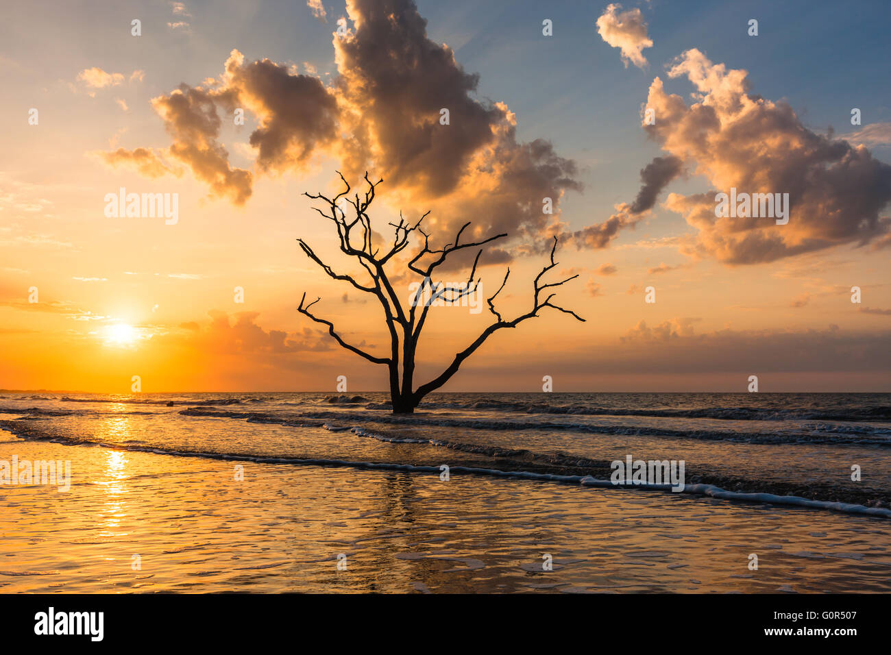 Die Sonne geht über einer einsamen Toten Eiche am Strand in Botany Bay Plantation WMA auf Edisto Island, South Carolina. Stockfoto