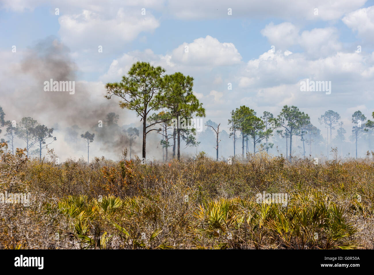 Eine vorgeschriebene Feuer brennt in der Kiefer Flatwoods der Highlands Hängematte Staatspark in Sebring, Florida. Stockfoto