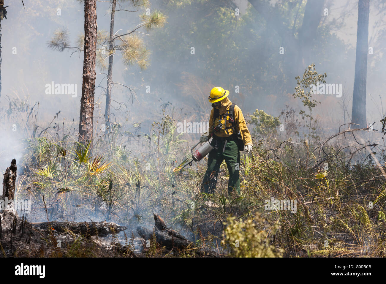 Florida Park Service Mitarbeiter verwendet eine Tropf-Fackel um eine vorgeschriebene brennen im Hochland Hängematte State Park in Sebring, Florida auszuführen. Stockfoto