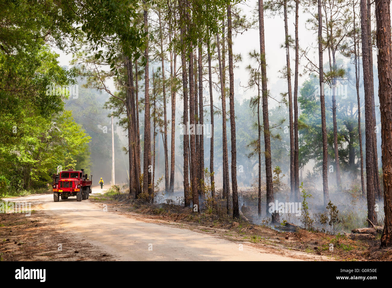 Florida Park Service-Personal ausführen eine vorgeschriebene brennen in den Kiefer Flatwoods der Highlands Hängematte Staatspark in Sebring, Florida. Stockfoto