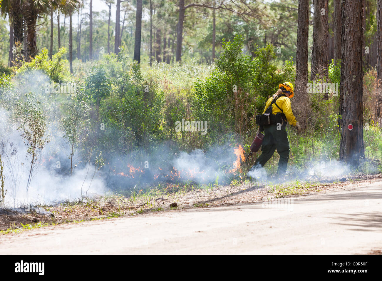 Florida Park Service Mitarbeiter verwendet eine Tropf-Fackel um eine vorgeschriebene brennen im Hochland Hängematte State Park in Sebring, Florida auszuführen. Stockfoto