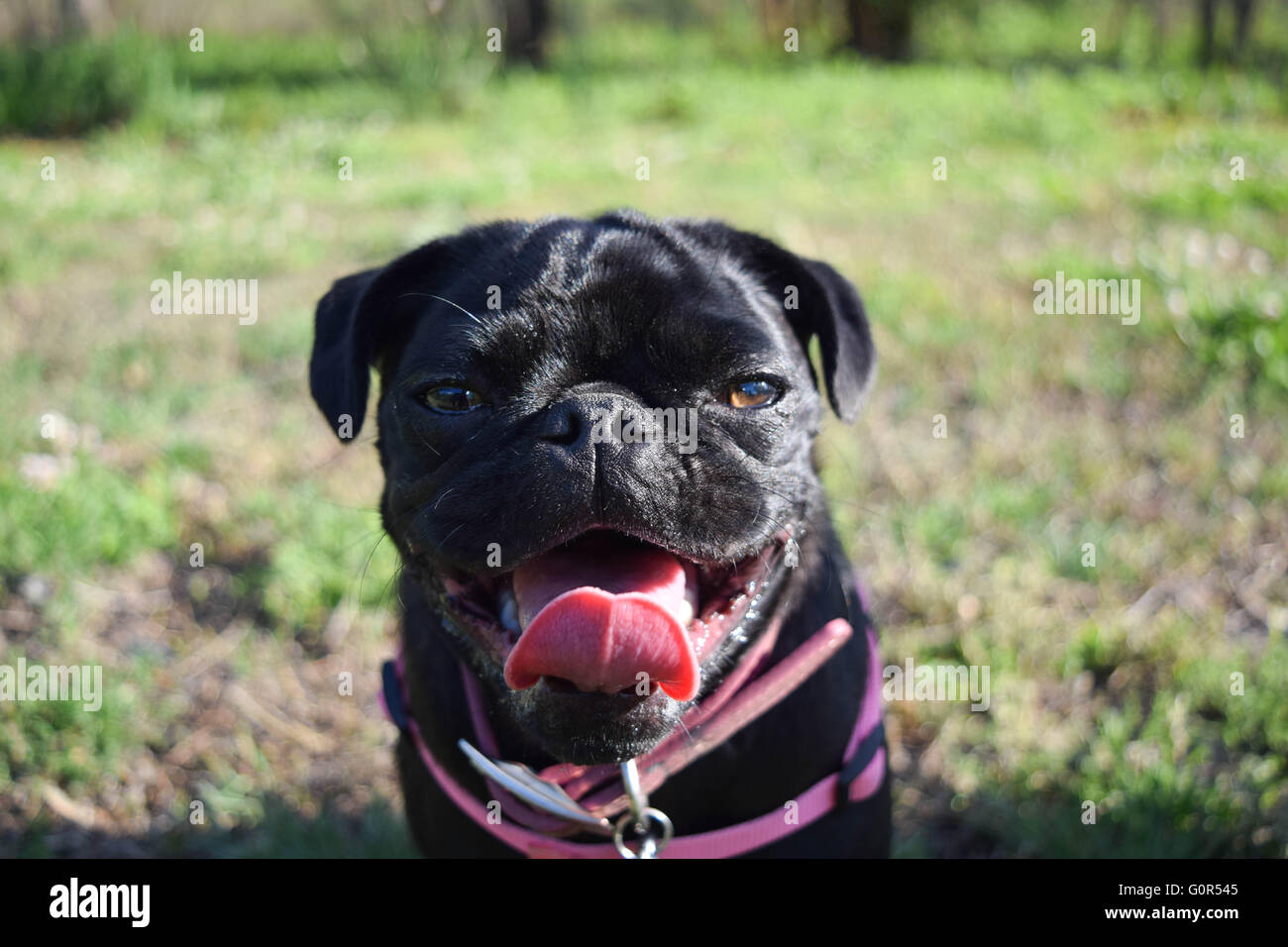 PUP Lächeln Nahaufnahme. Stockfoto