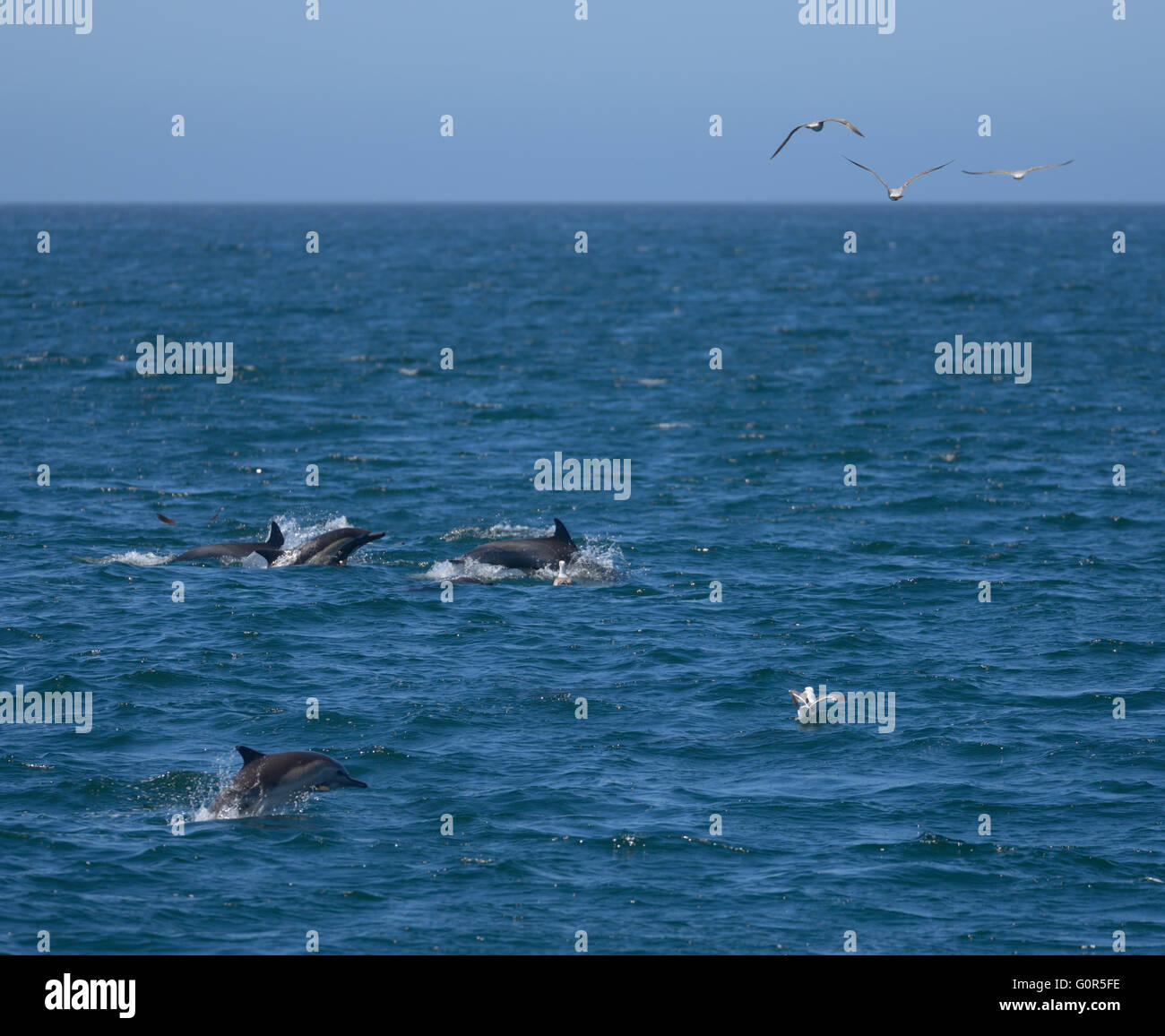 Wild lebende Delphine in Monterey Bay, Kalifornien Stockfoto