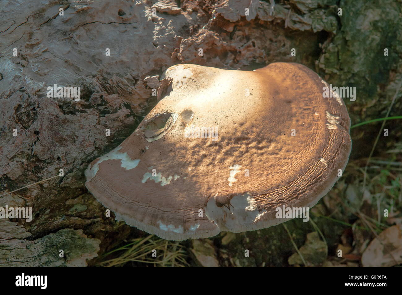 Ganoderma Applanatum, des Künstlers Pilz Stockfoto