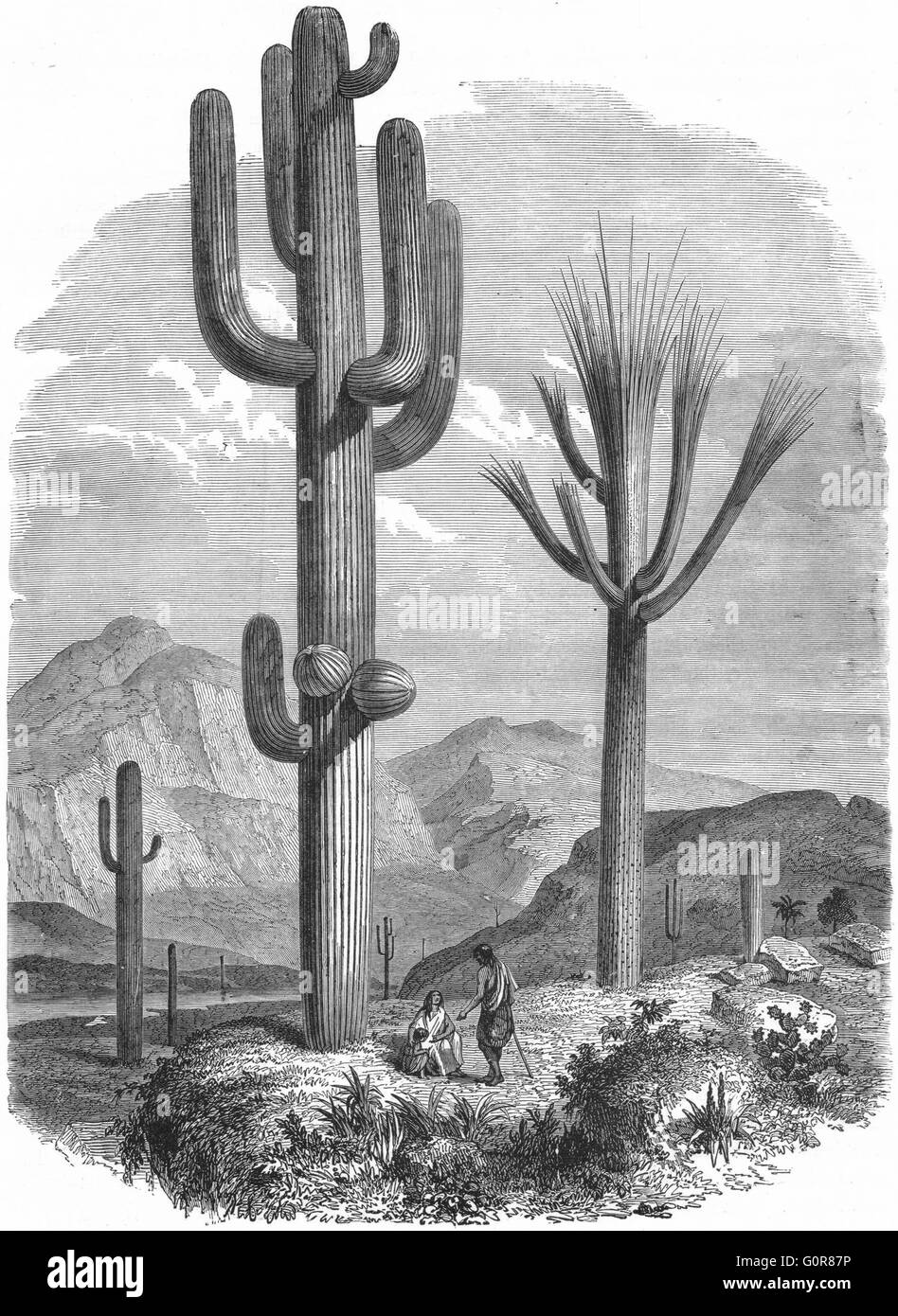 USA: Cereus Giganteus, monumentale Kaktus, antiken print c1880 Stockfoto