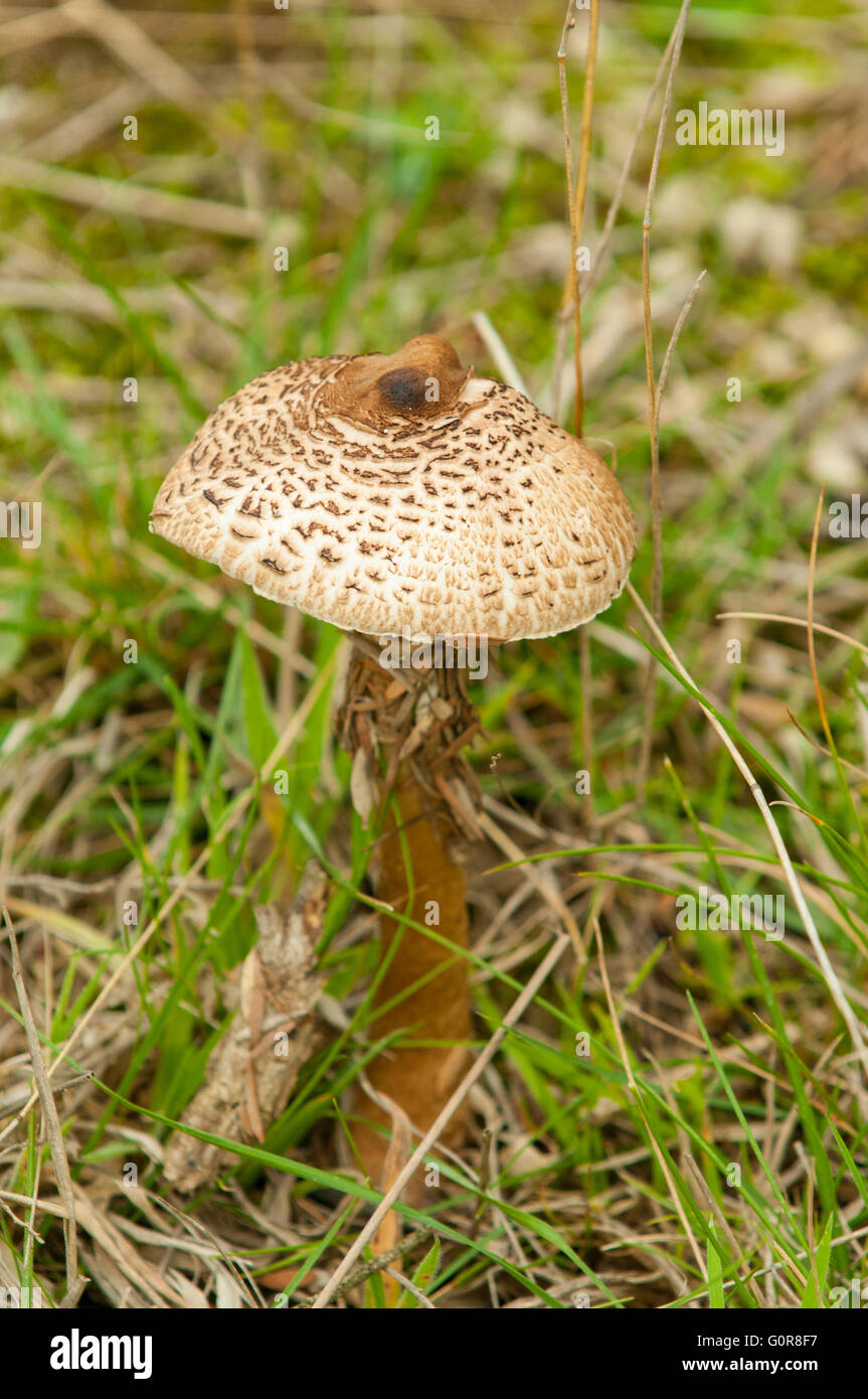 Macrolepiota Clelandii, Parasol Pilz auf Phillip Island, Victoria, Australien Stockfoto