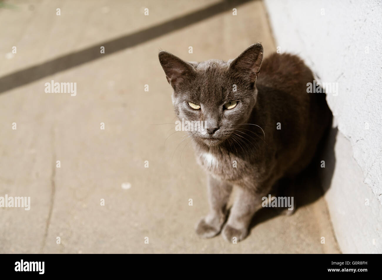 Porträt der graue Katze in der Sonne sitzen Stockfoto