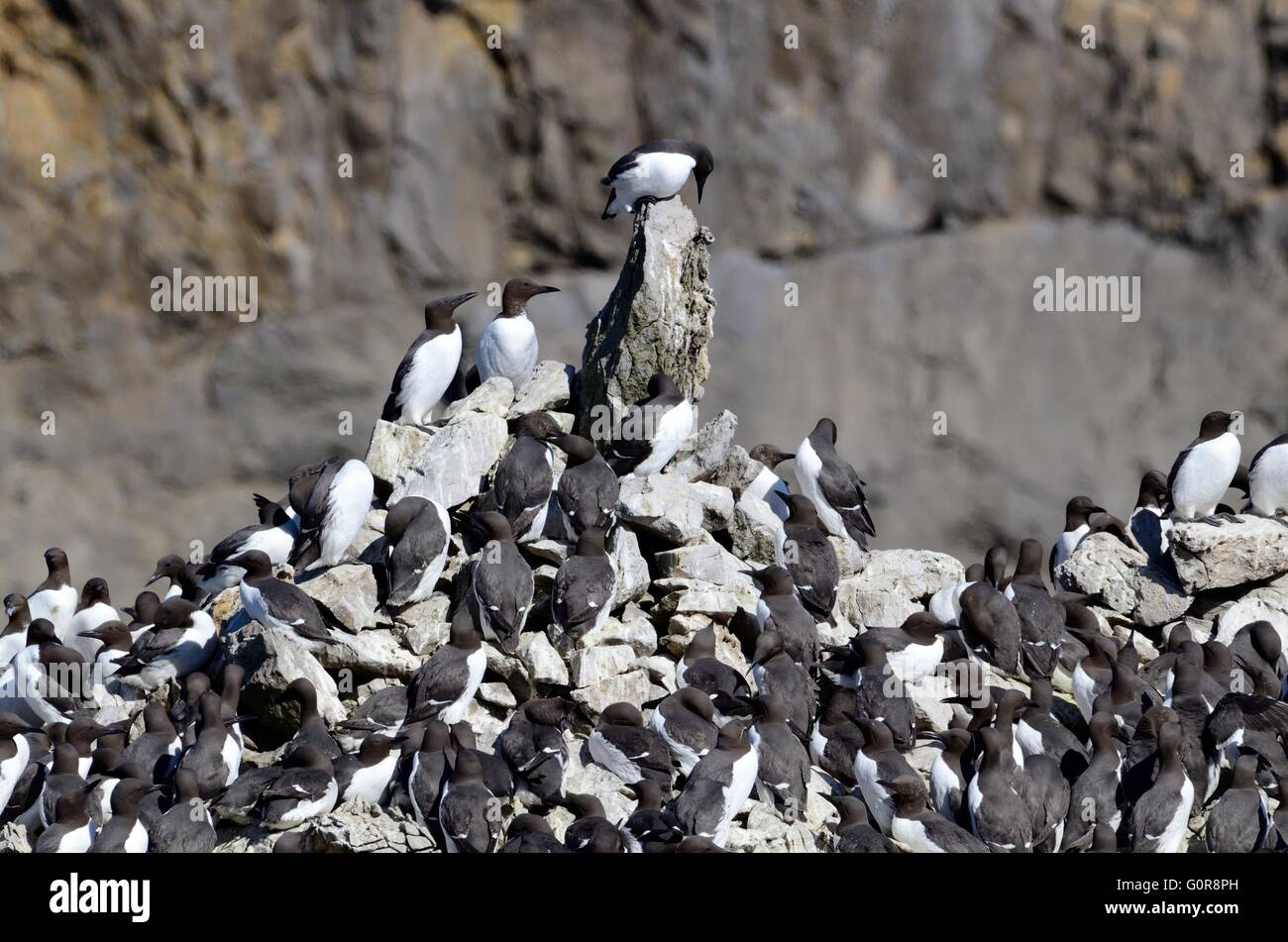 Guillemot Kolonie Uria Aalge auf Elegug Stapel Stapel Felsen Castlemartin Pembrokeshire Coast National Park Wales Stockfoto