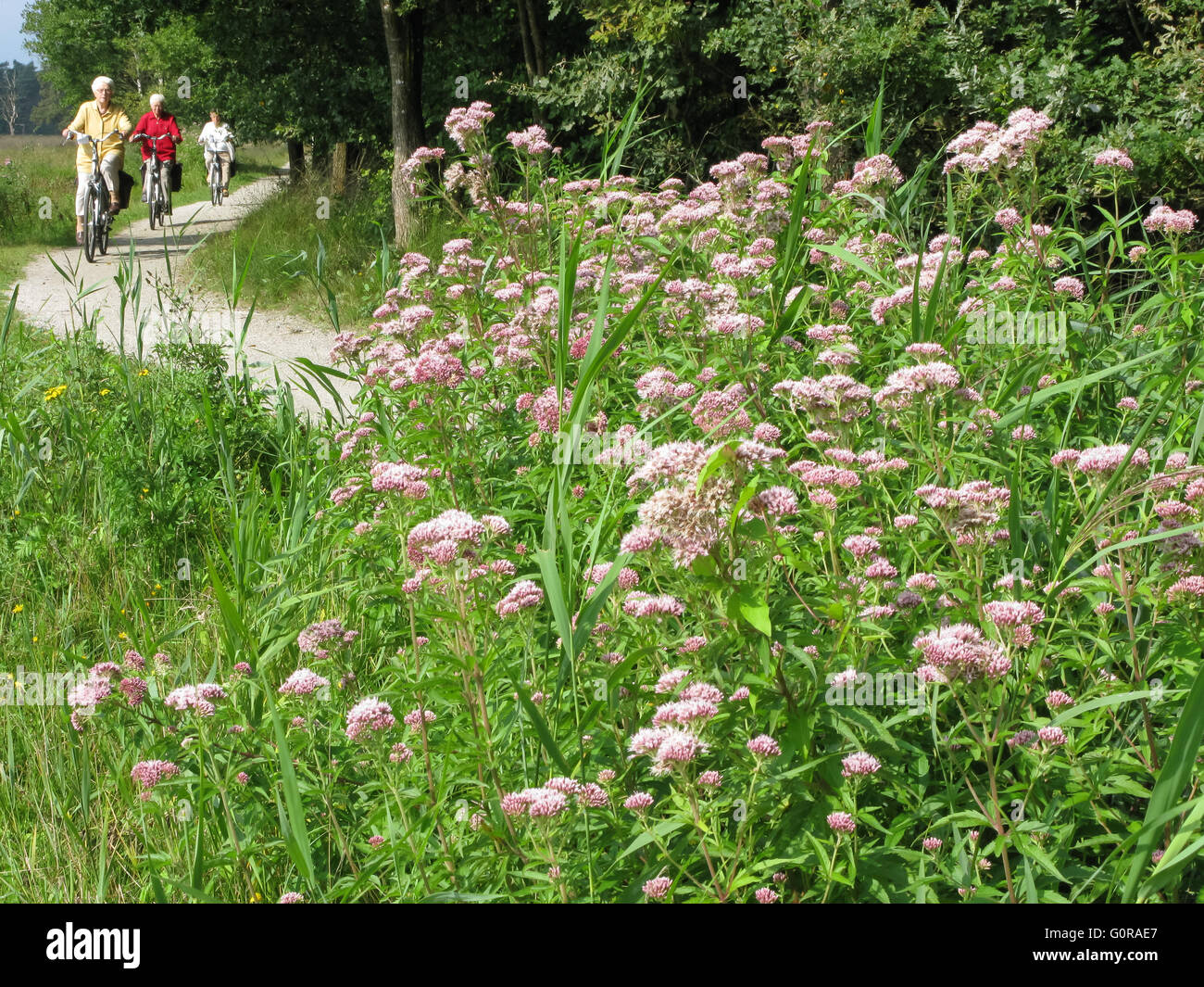 Senioren genießen Sommer Natur auf einen aktiven Fahrrad-Urlaub in der Provinz Drenthe, Niederlande Stockfoto