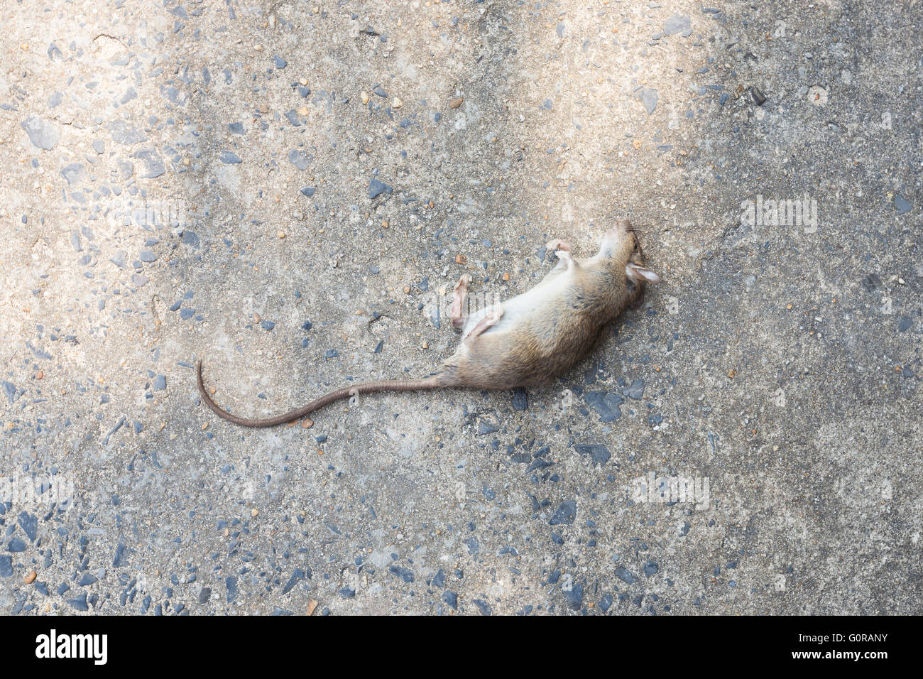 Eine tote Maus auf einer Straße Stockfoto