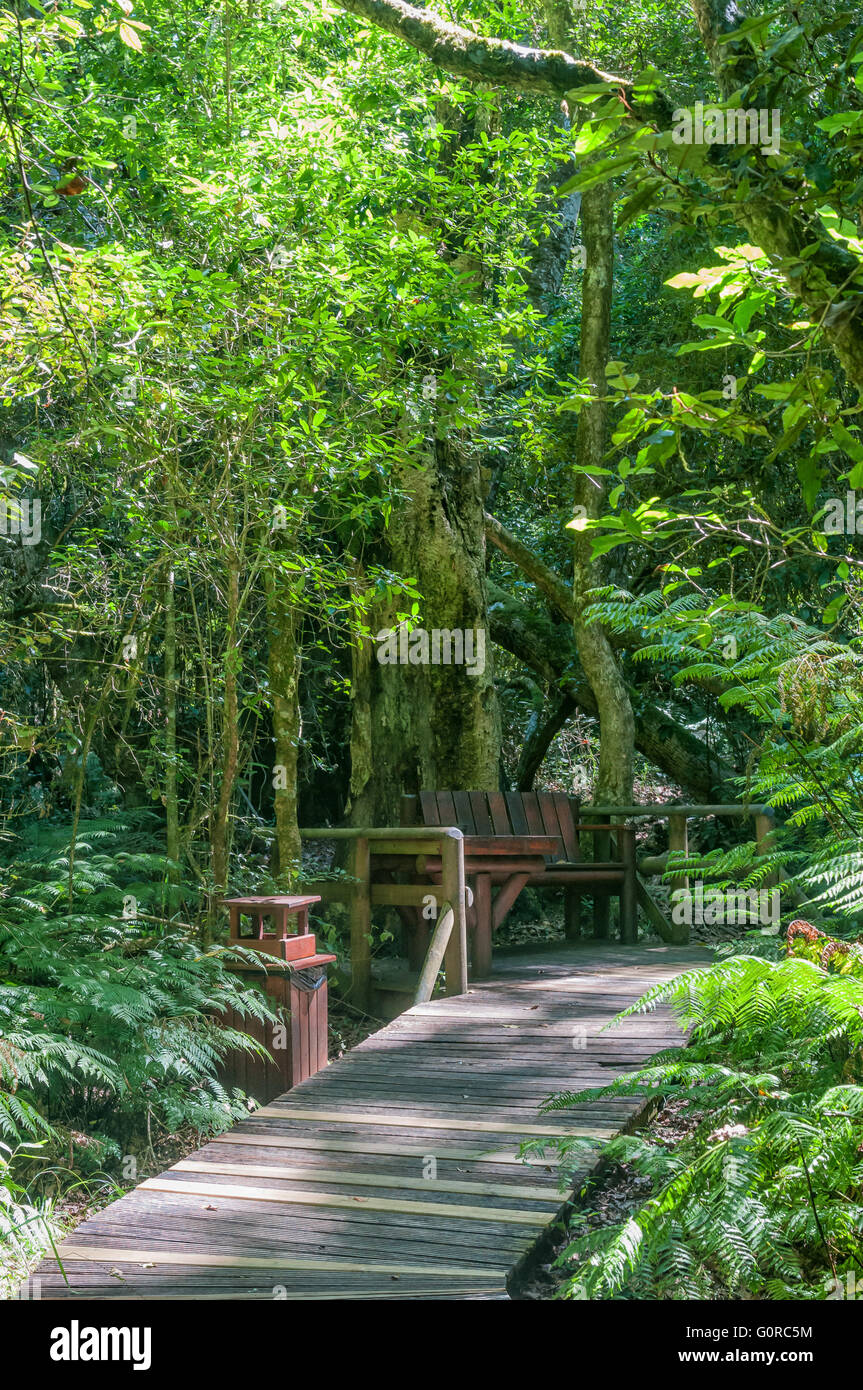 Eine rustikale Ecke im Garten Eden, ein Netz von Promenade Wanderwegen durch den Wald Tsitsikama Stockfoto