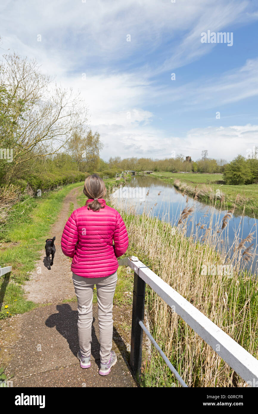 Die Trent und Mersey Kanal bei Wychnor, Staffordshire, England, UK Stockfoto