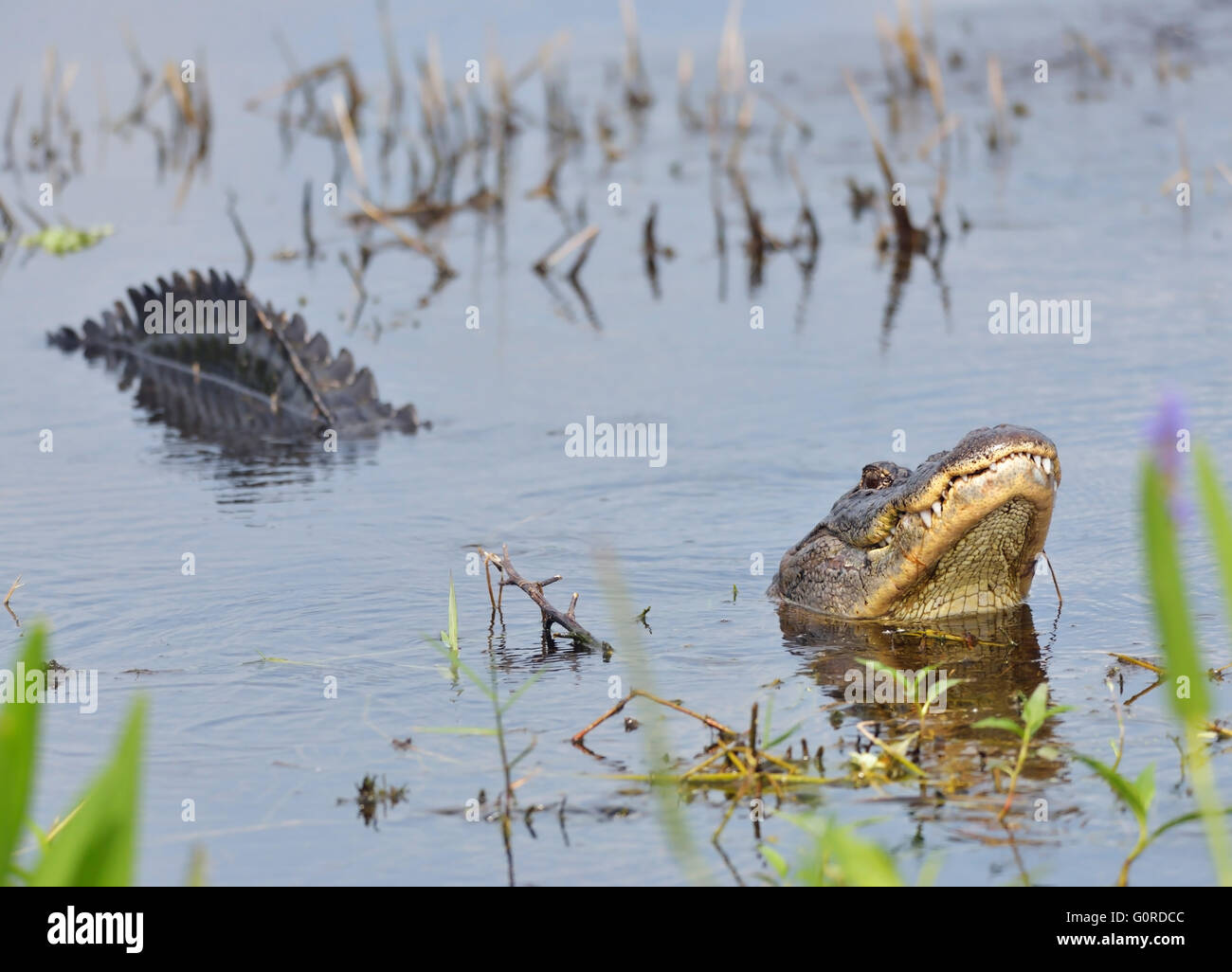 Großen Bull männliche Alligator fordert für einen Kumpel Stockfoto