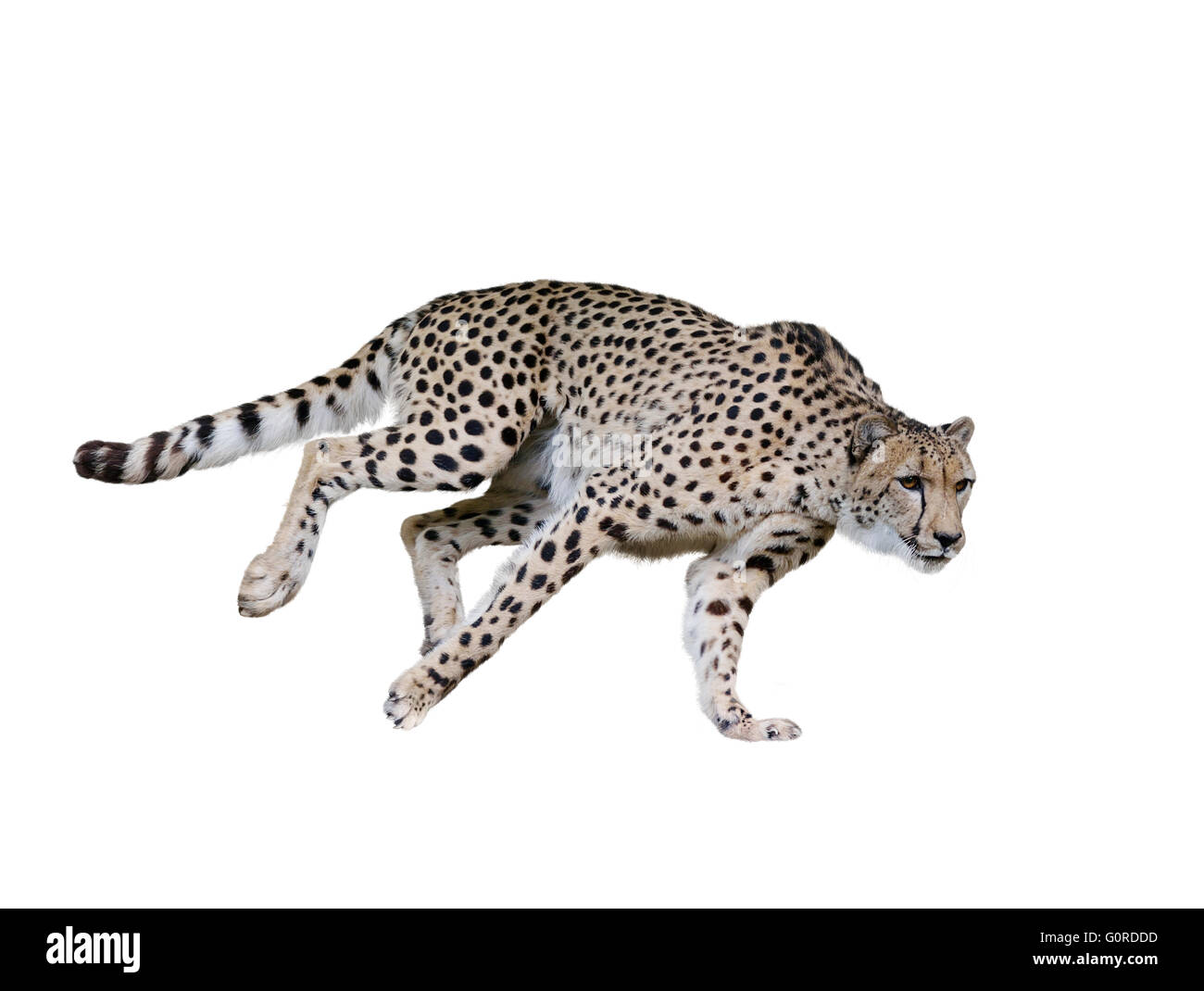 Gepard läuft, Isolated on white Background Stockfoto
