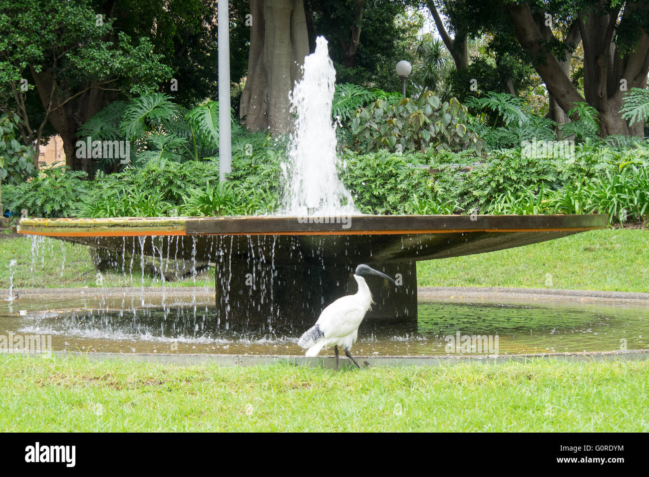 Ein Ibis vor einem Brunnen im Hyde Park, Sydney. Stockfoto