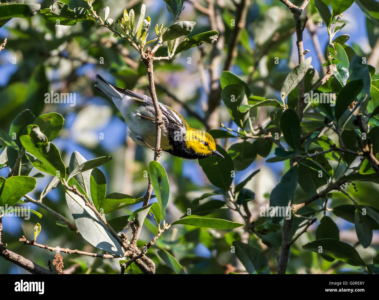 Eine bunte männliche Black-throated grünen Warbler (Setophaga Virens) im Baum aktiv. High Island, Texas, U Stockfoto