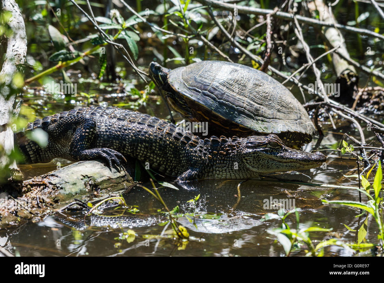 Reptilien-Freunde, eine Schildkröte und ein Alligator, Sonnenbaden neben einander. High Island, Texas, USA. Stockfoto