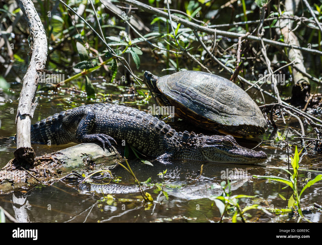 Ein paar Reptilien Freunde, eine Schildkröte und ein Alligator, Sonnenbaden neben einander. High Island, Texas, USA. Stockfoto