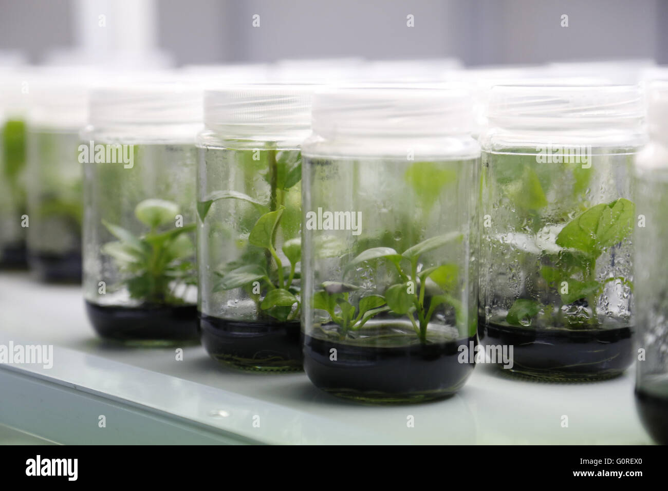 Versuchseinrichtungen in Gläsern im Labor. Wachsende Pflanze-Proben im Labor in versiegelten Becher für Tests und Forschungen. Stockfoto
