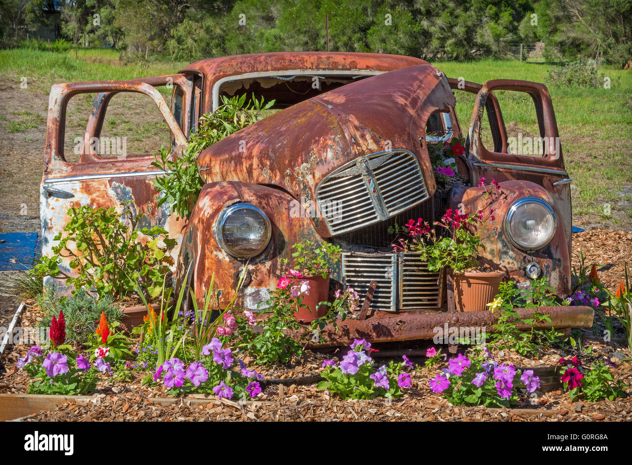 Eine rostige Austin A40 Motorwagen in seine letzte Ruhestätte außerhalb der Stadt von Albany in Westaustralien. Stockfoto