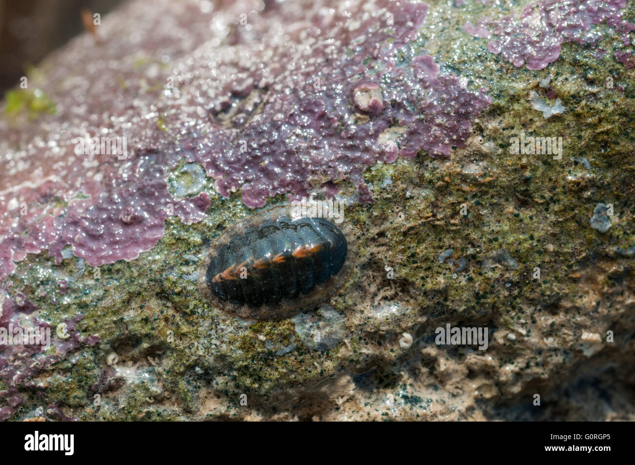 Einen Chiton auf einem Felsen mit einigen encrusting Rotalgen Stockfoto