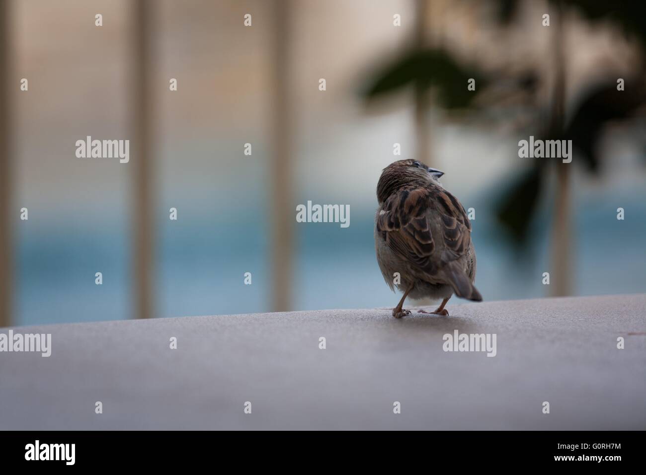 Zahmen Vogel in einem Park um ihn herum betrachten der urbanen Lebens und Stadt Stockfoto