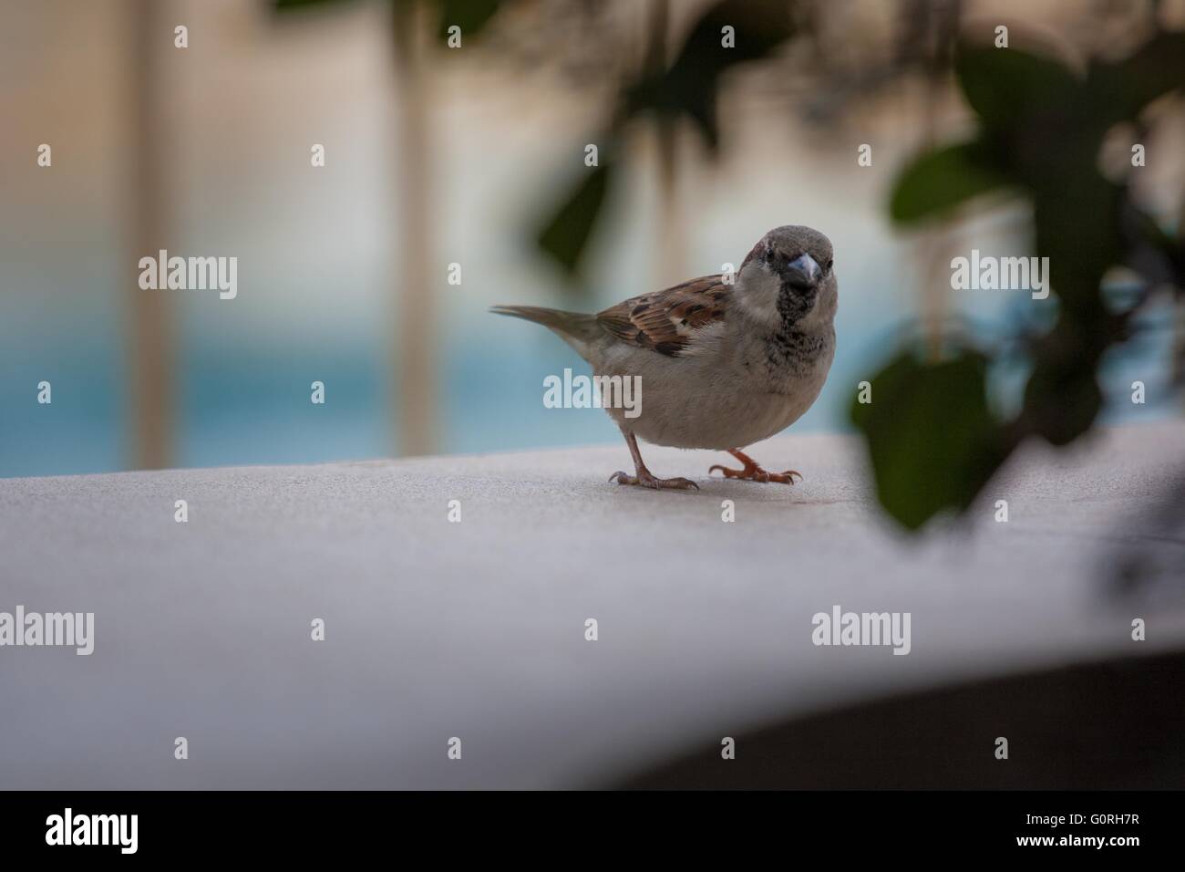 Zahmen Vogel in einem Park um ihn herum betrachten der urbanen Lebens und Stadt Stockfoto