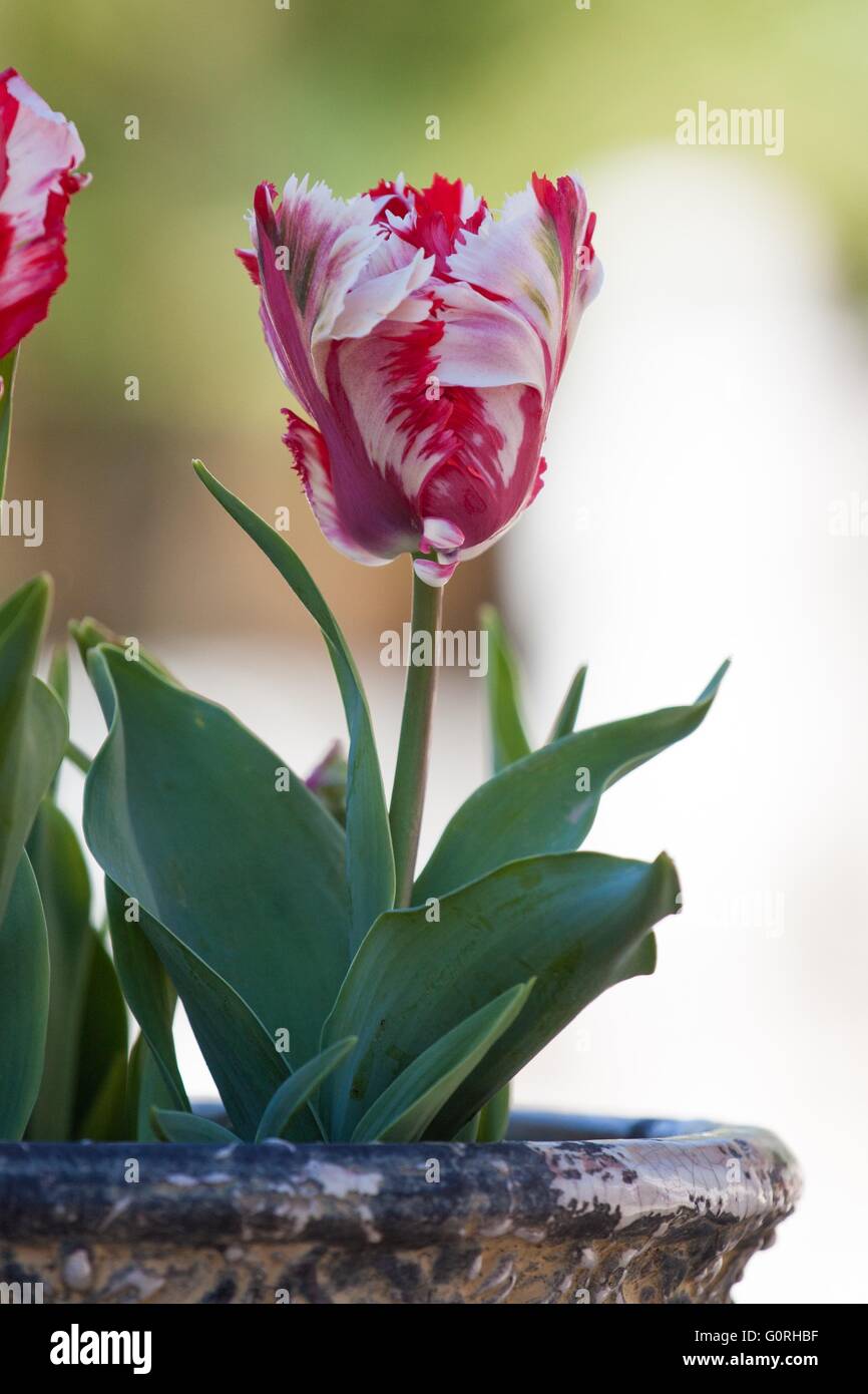 Bunt, rot, weiß, Tulpen blühen im Keukenhof, holland Stockfoto