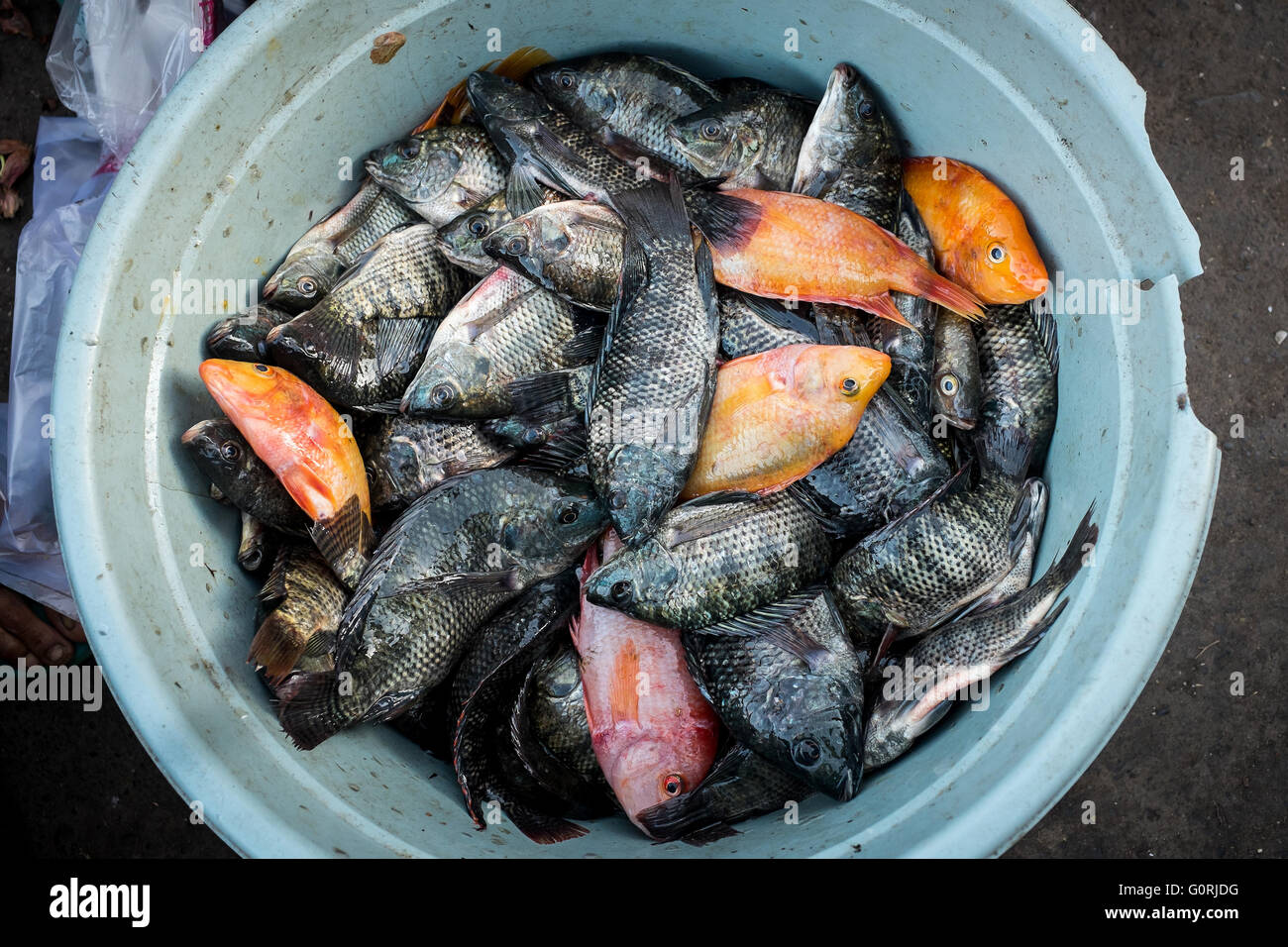 Fisch zum Verkauf bereit Stockfoto