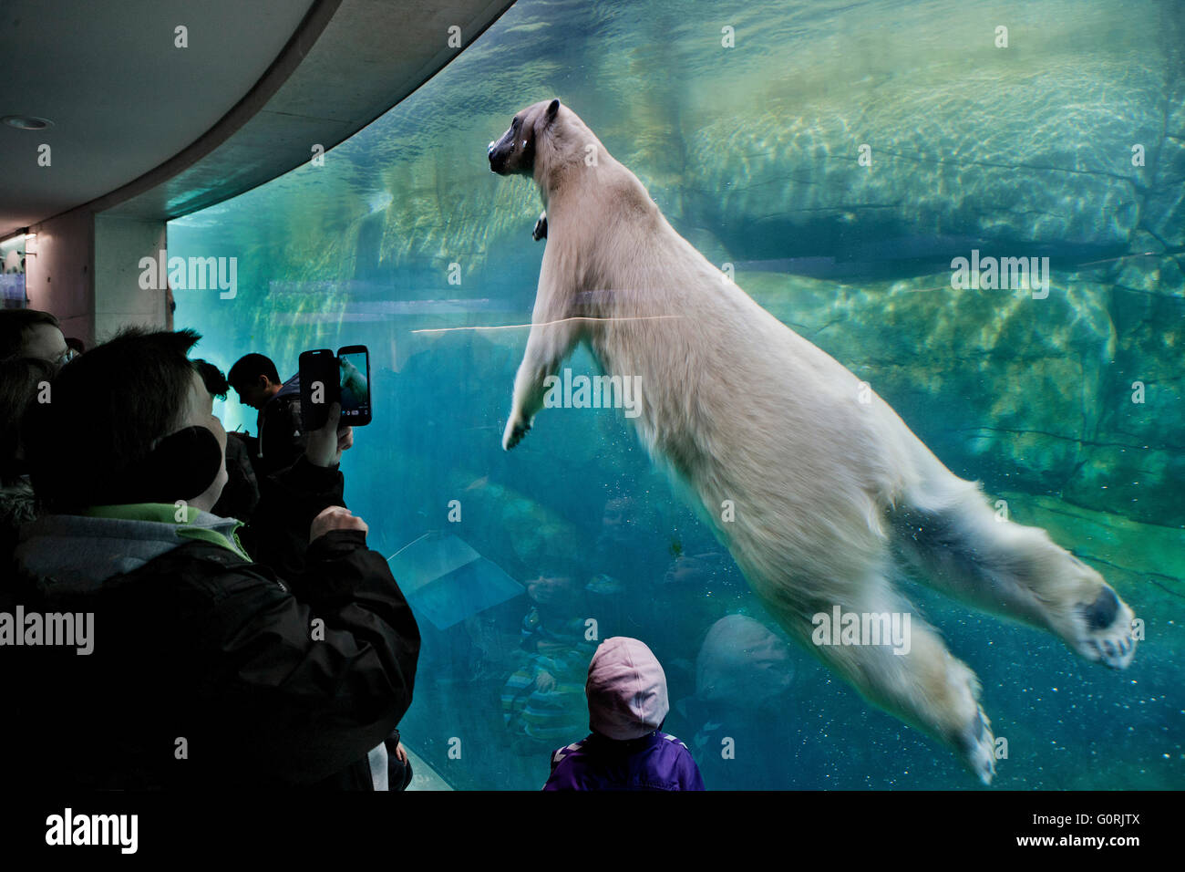 Die arktischen Ring, Copenhagen Zoo. Die Arktis-Ring versucht, natürlichen Lebensraum der Eisbären in der Wildnis der Arktis ähneln. Gruppe von Personen, die durch Fenster und Fotografieren eines Eisbären. Stockfoto