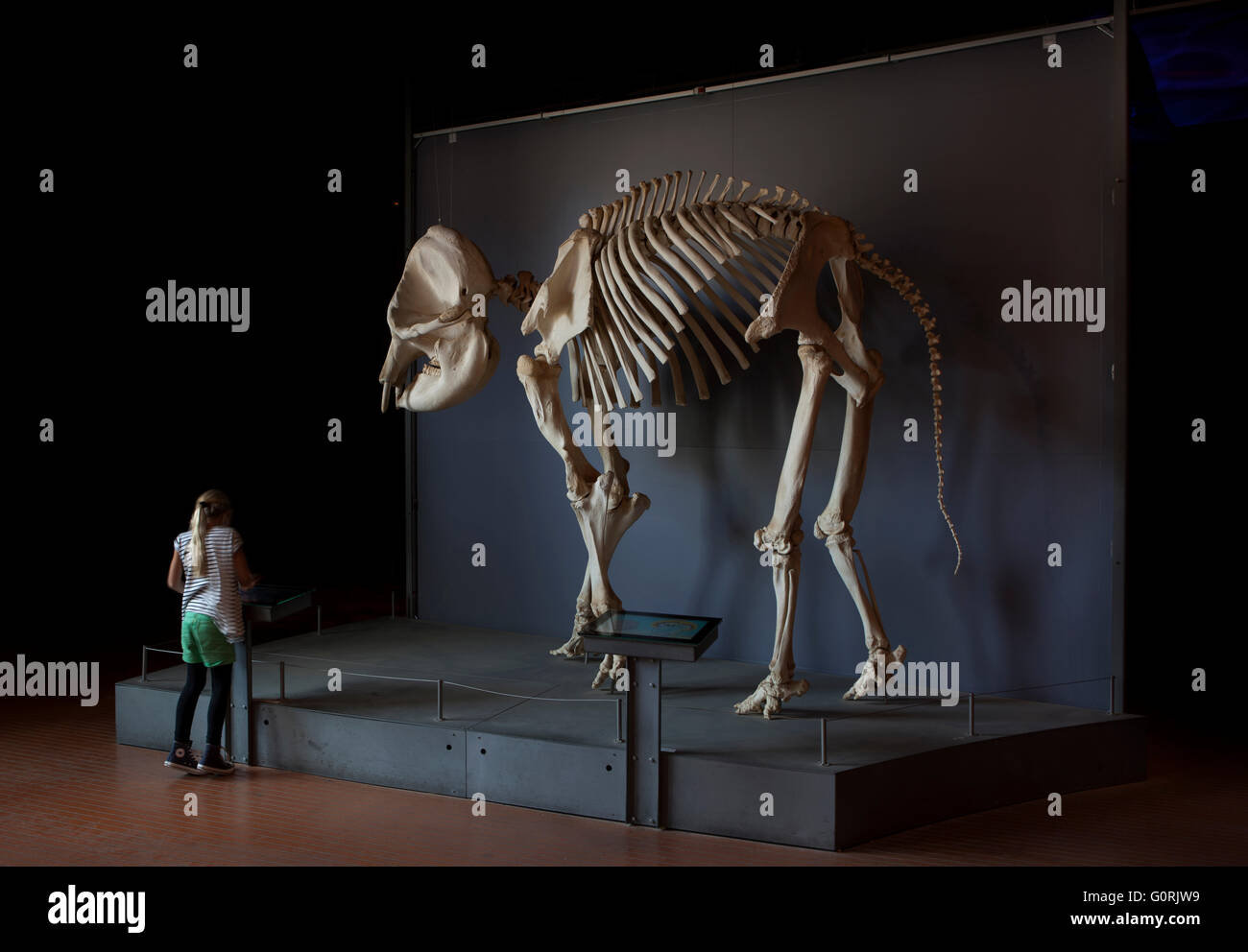 Das Elefantenhaus, Copenhagen Zoo. Skelett eines Dinosauriers auf einem Display. Frau stand vor dem Display. Stockfoto