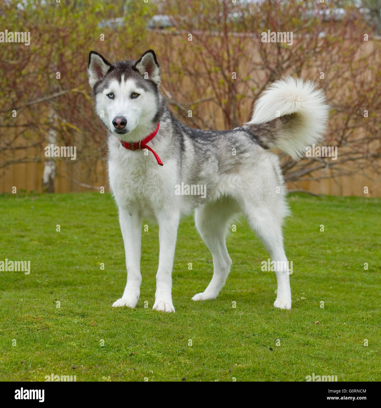 Siberian husky Stockfoto